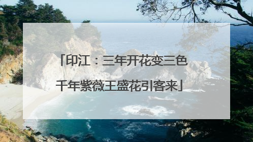 印江：三年开花变三色 千年紫薇王盛花引客来